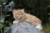 zacaras55weeks23_small.jpg