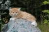zacaras55weeks32_small.jpg
