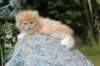 zacaras55weeks35_small.jpg