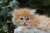 zacaras55weeks37_small.jpg