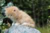 zacaras55weeks39_small.jpg