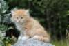 zacaras55weeks46_small.jpg