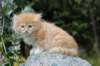 zacaras55weeks49_small.jpg