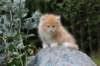 zacaras55weeks64_small.jpg