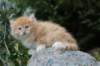 zacaras55weeks65_small.jpg