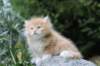 zacaras55weeks66_small.jpg