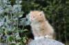 zacaras55weeks76_small.jpg