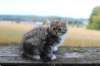 zila11weeks8926_small.jpg