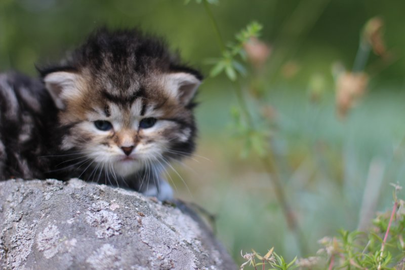 kittencltabbywhitegirl10.jpg