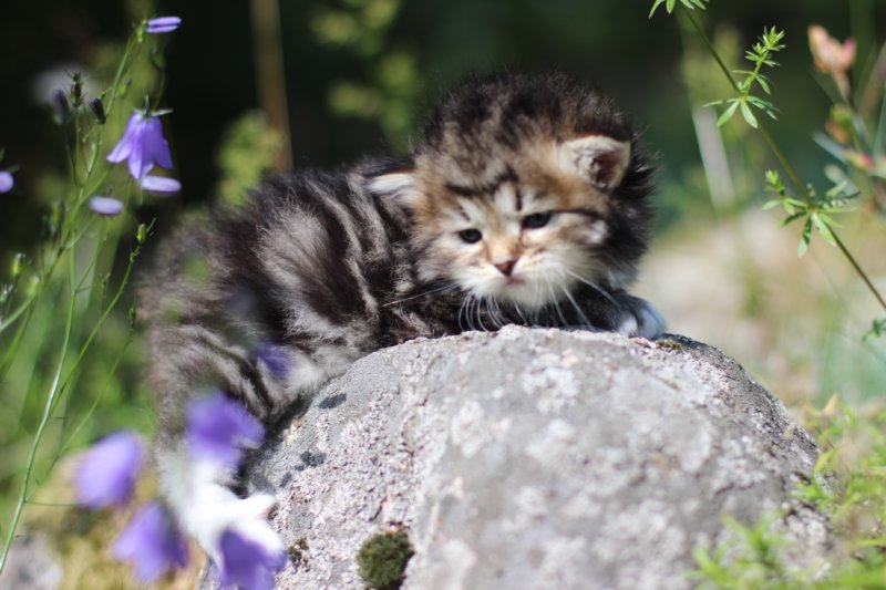 kittencltabbywhitegirl11.jpg