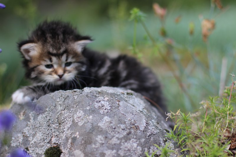 kittencltabbywhitegirl14.jpg