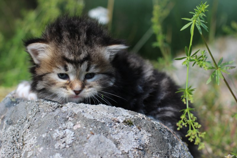 kittencltabbywhitegirl21.jpg