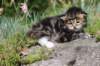 kittencltabbywhitegirl23_small.jpg