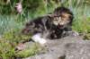 kittencltabbywhitegirl25_small.jpg