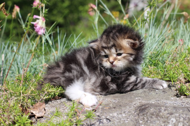kittencltabbywhitegirl29.jpg