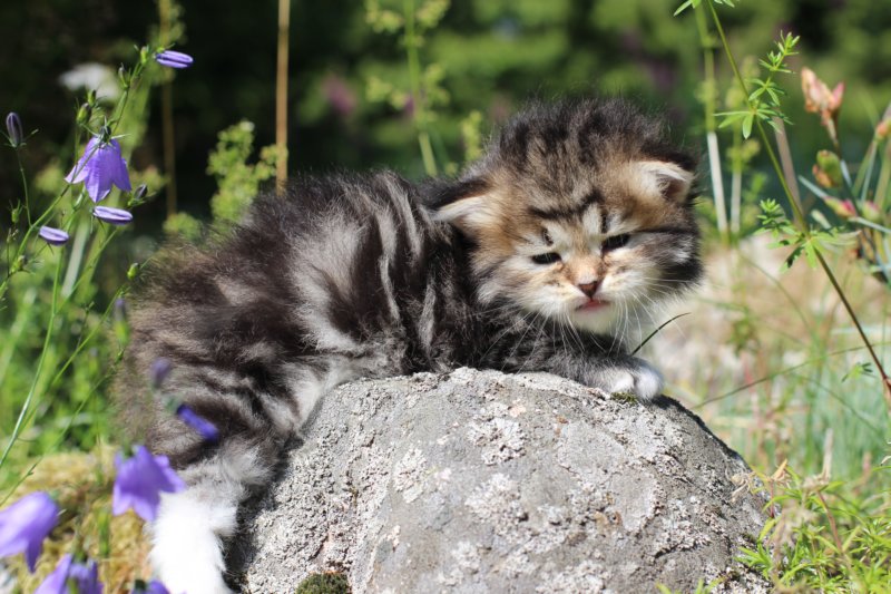 kittencltabbywhitegirl32.jpg