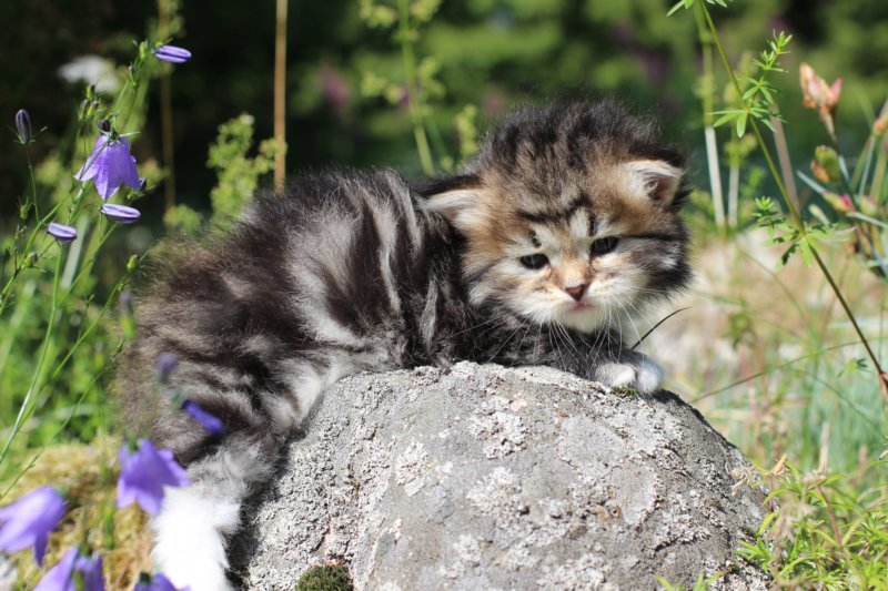 kittencltabbywhitegirl33.jpg