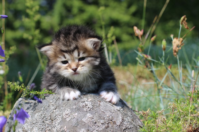 kittencltabbywhitegirl37.jpg