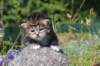 kittencltabbywhitegirl37_small.jpg