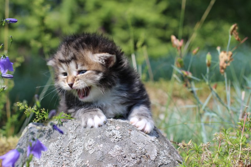 kittencltabbywhitegirl38.jpg