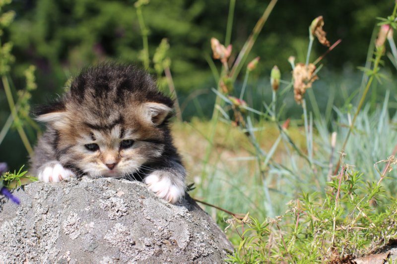kittencltabbywhitegirl42.jpg