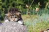 kittencltabbywhitegirl42_small.jpg