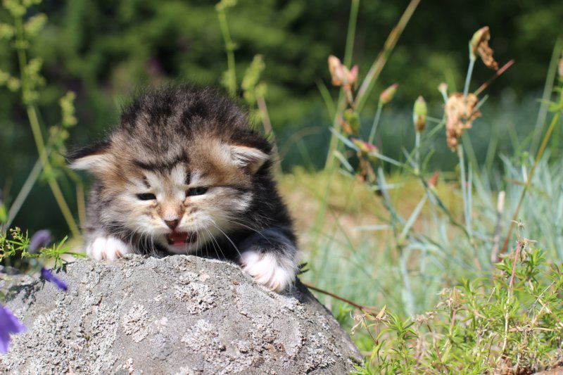 kittencltabbywhitegirl43.jpg