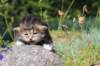 kittencltabbywhitegirl43_small.jpg