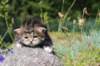 kittencltabbywhitegirl44_small.jpg