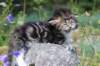 kittencltabbywhitegirl45_small.jpg