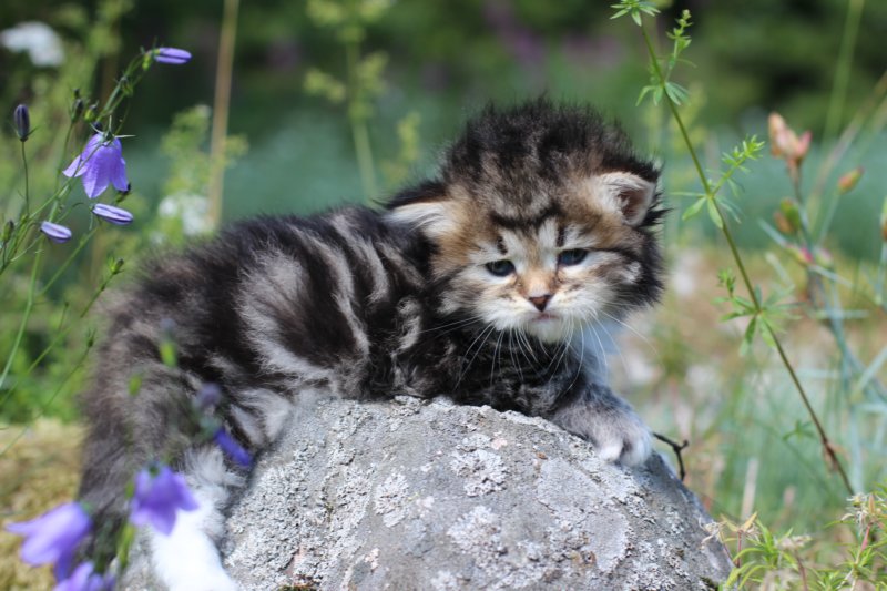 kittencltabbywhitegirl46.jpg