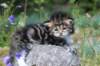 kittencltabbywhitegirl46_small.jpg