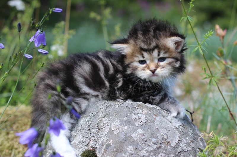kittencltabbywhitegirl47.jpg