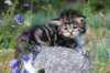 kittencltabbywhitegirl47_small.jpg