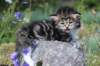 kittencltabbywhitegirl48_small.jpg