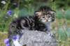 kittencltabbywhitegirl49_small.jpg