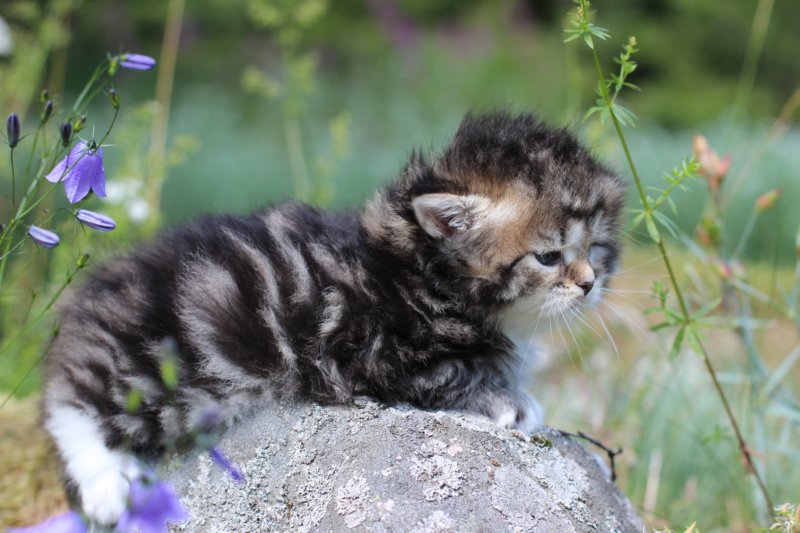 kittencltabbywhitegirl50.jpg