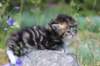 kittencltabbywhitegirl50_small.jpg