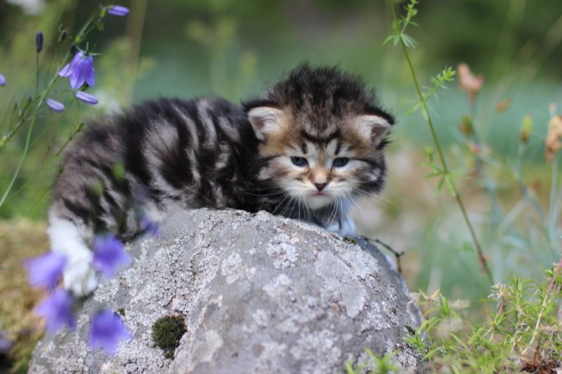 kittencltabbywhitegirl7.jpg