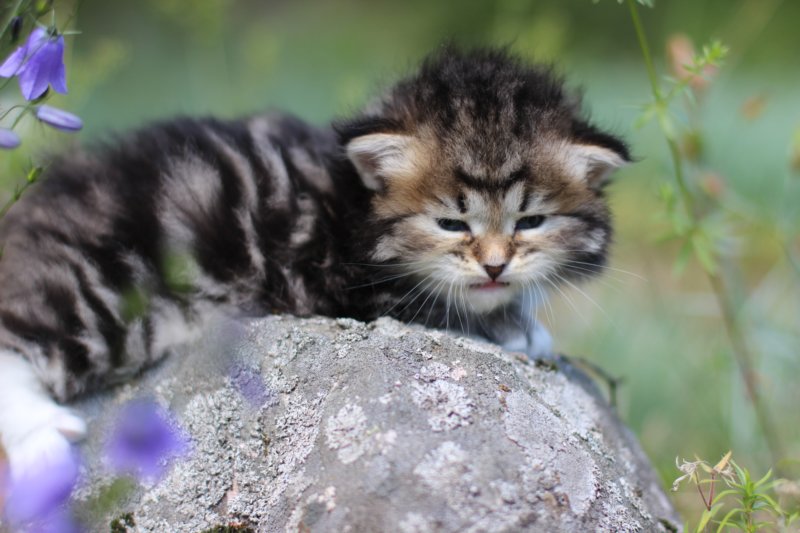kittencltabbywhitegirl8.jpg