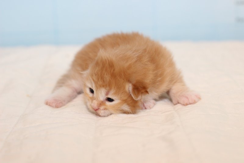 kittenredboy14.jpg