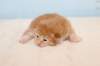 kittenredboy14_small.jpg