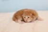 kittenredboy1_small.jpg