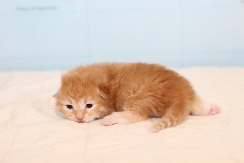 kittenredboy20.jpg