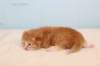 kittenredboy21_small.jpg