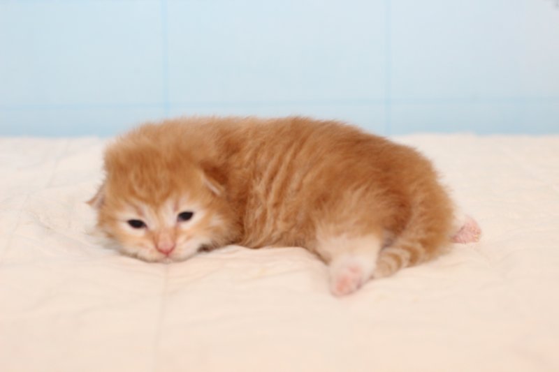 kittenredboy22.jpg