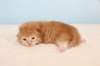 kittenredboy22_small.jpg