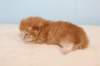 kittenredboy23_small.jpg