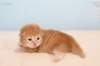 kittenredboy24_small.jpg