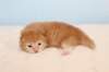 kittenredboy29_small.jpg